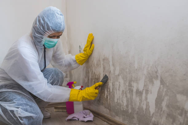 Best Mold Damage Repair  in June Park, FL