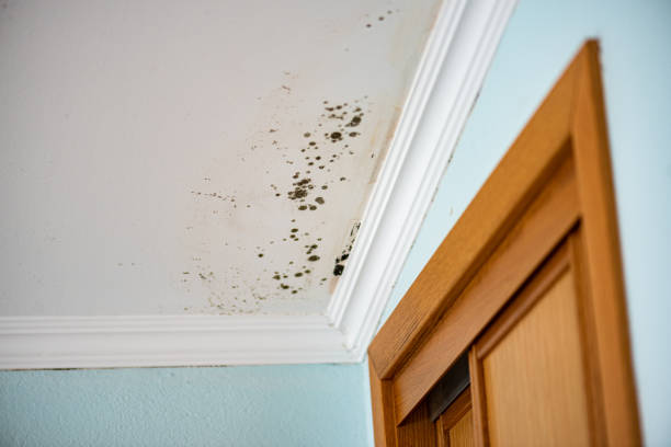 Water Damage Restoration in June Park, FL
