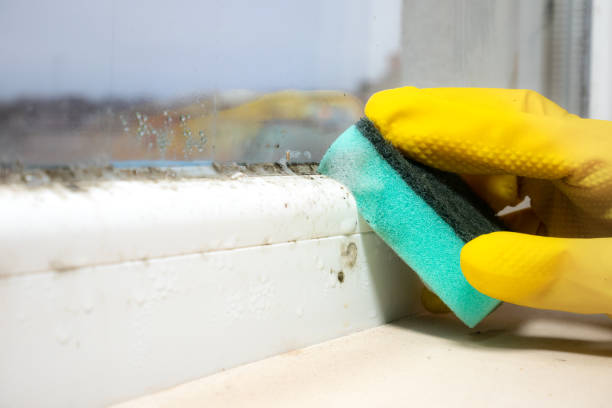 Mold Testing and Removal in June Park, FL