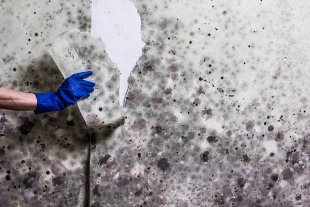 Best Emergency Mold Removal  in June Park, FL