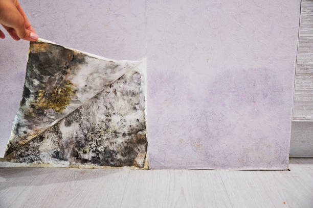 Best Best Mold Removal Companies  in June Park, FL